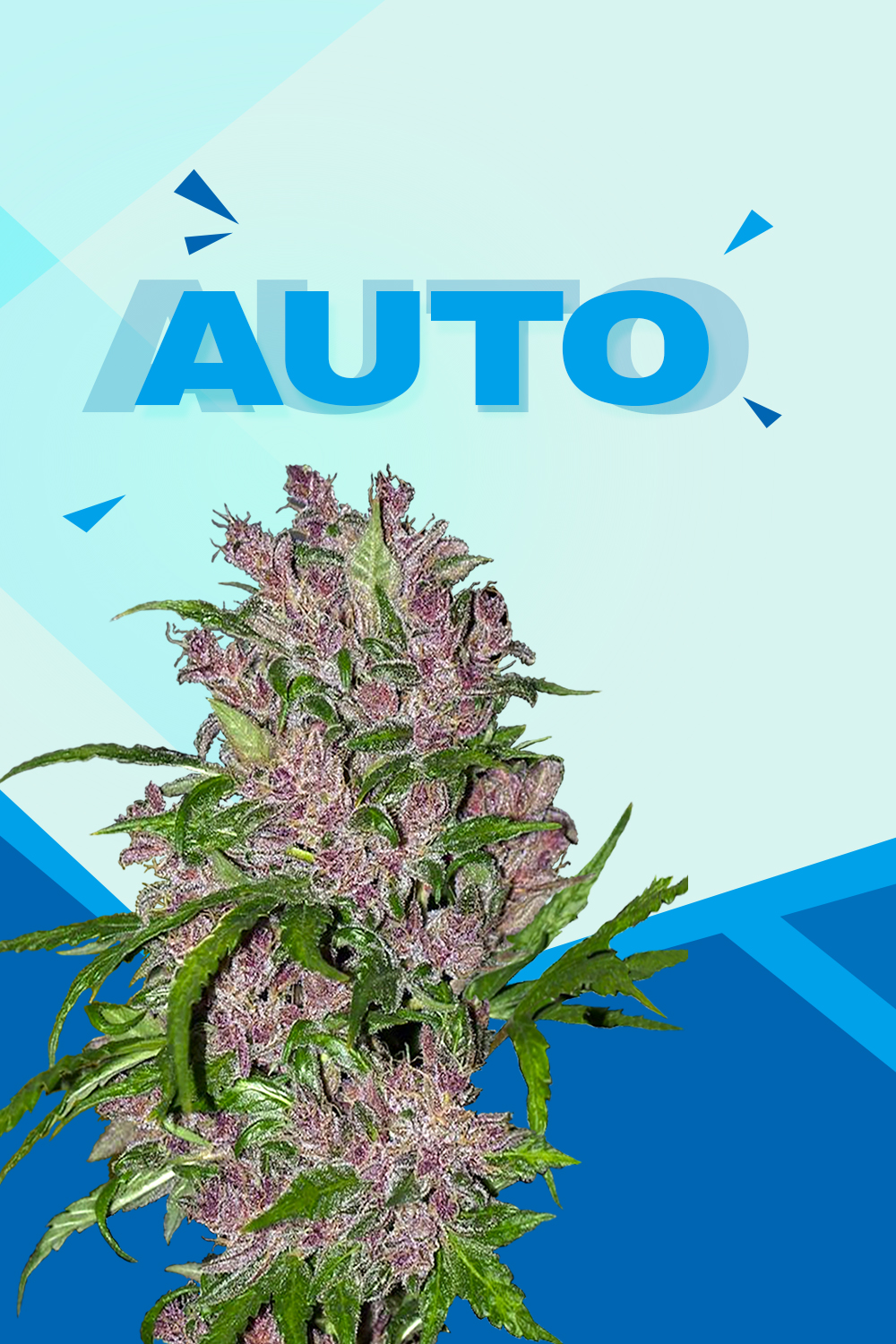 Autoflower