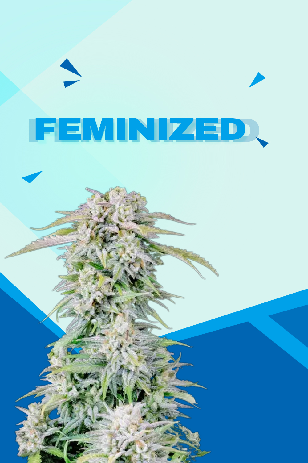 Feminized